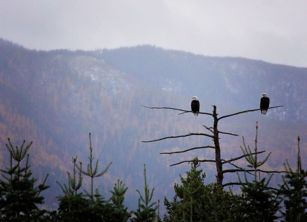 Double Trouble by Amanda Corcoran